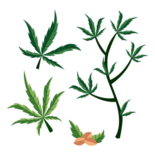 Botanical cannabis leaves