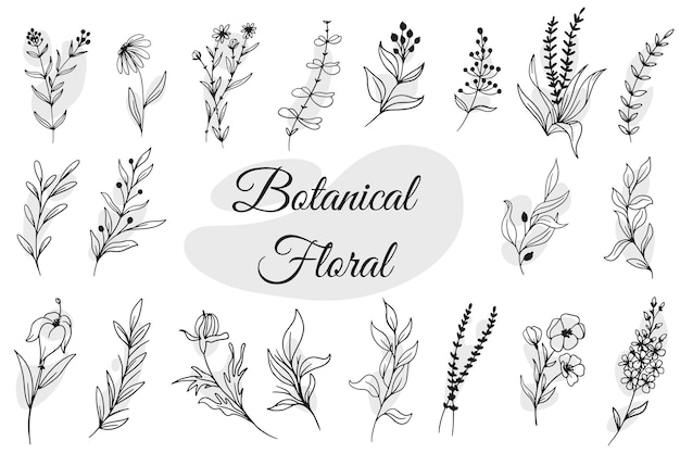 Botanical floral hand drawn isolated