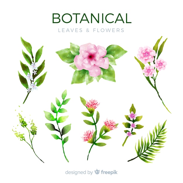 Free vector botanical flower and leaves collection