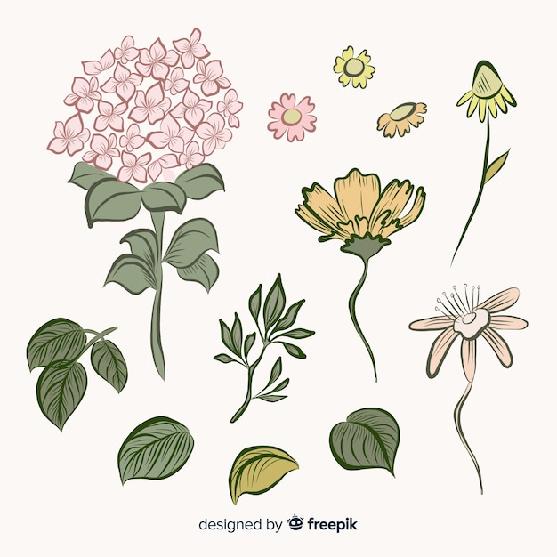 Raccolta di fiori e foglie botanici