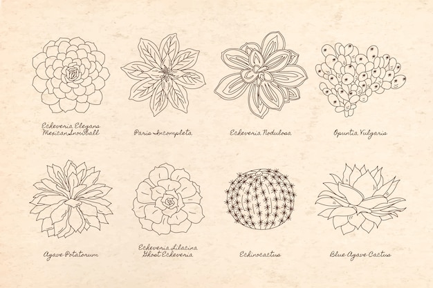 Бесплатное векторное изображение Коллекция элементов ботанического сада
