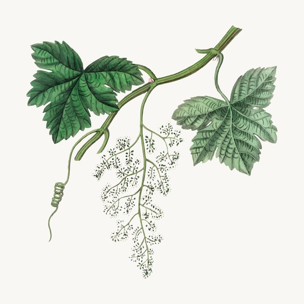 Vettore gratuito illustrazione botanica della vite dell'uva