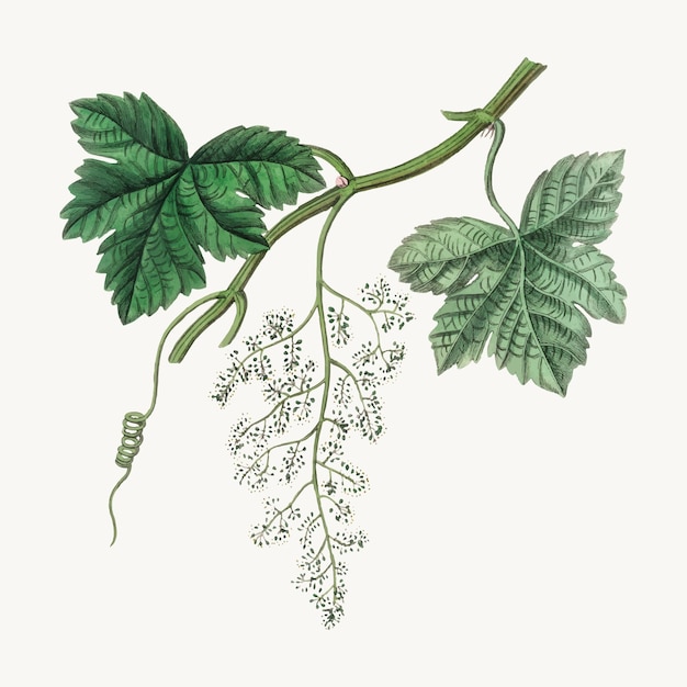 Botanical grape vine illustration