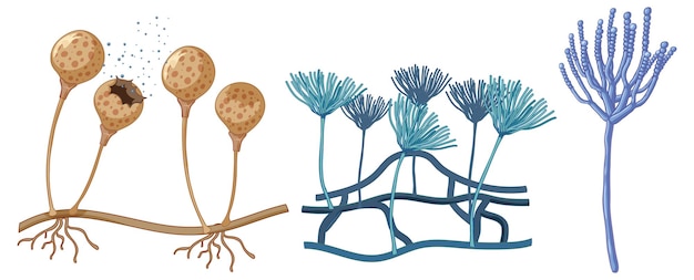 Free vector botanical illustration of various fungi