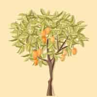 Free vector botanical mango tree drawn