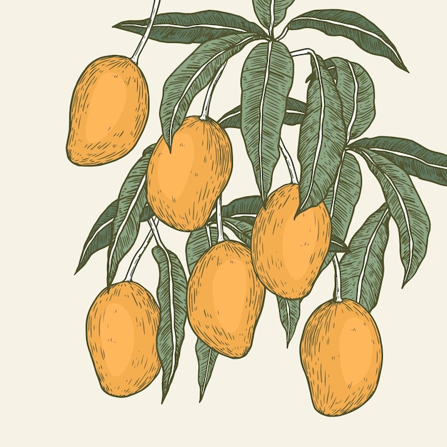 Vettore gratuito illustrazione botanica dell'albero di mango