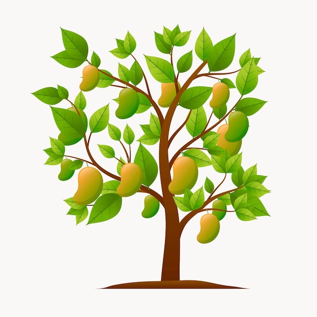 Free vector botanical mango tree illustration