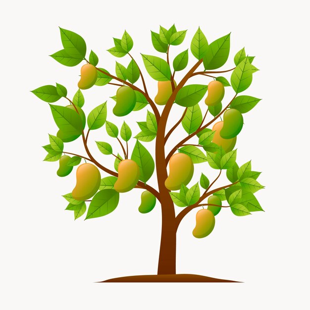 Botanical mango tree illustration