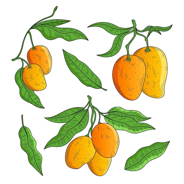 Vettore gratuito albero di mango botanico
