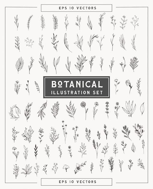 Botanical minimal plants and flowers set . simple illustrations hand drawn in line art style. isolated elements for graphic design, transparent clip art for your creativity. Premium Vector