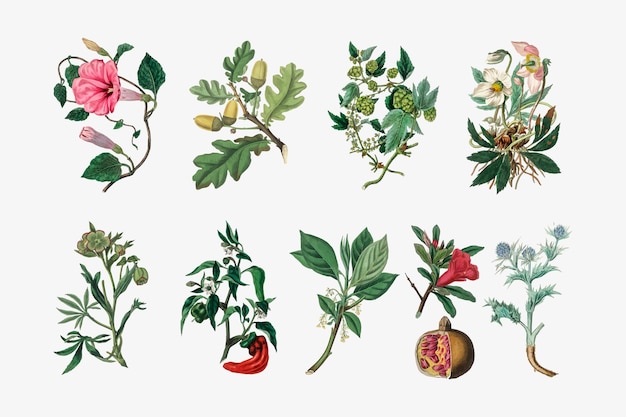 Бесплатное векторное изображение Набор иллюстраций ботанических растений