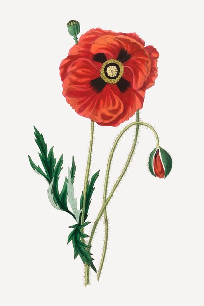 Botanical poppy flower illustration