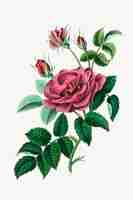 Free vector botanical rose flowers illustration