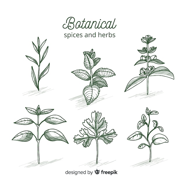 Free vector botanical sketches collection