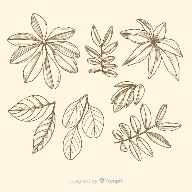 Botanical sketches collection