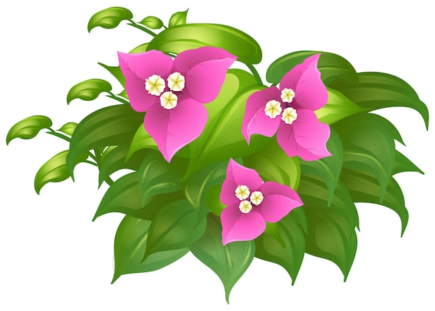 Free vector bougainvillea in pink color