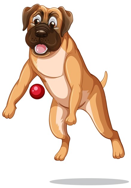 白い背景の上のボールで遊ぶボクサー犬