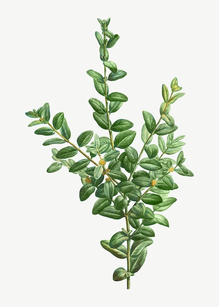 Boxwood bush