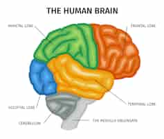 Free vector brain anatomy composition with isolated profile view of human brain with colored parts and text captions vector illustration