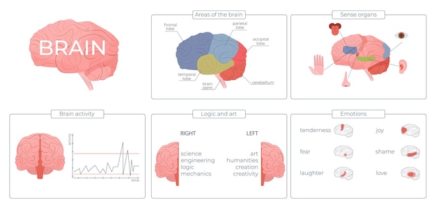 Free vector brain function infographic set with emotions and activity symbols flat vector illustration