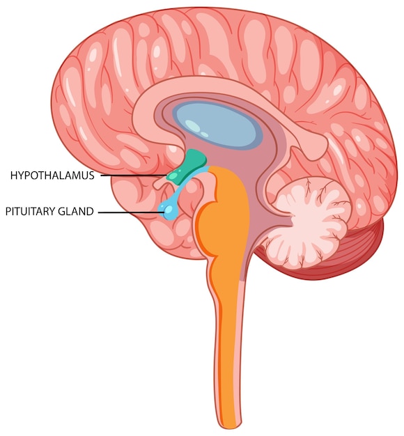 Brain hypothalamus and pituitary gland vector