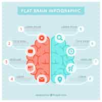 Free vector brain infographic template in blue and red tones