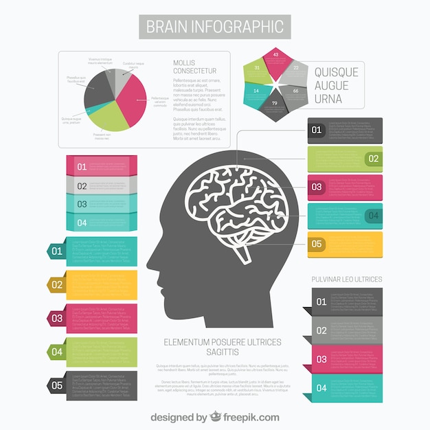 Cervello modello di infografica con le opzioni del grafico e diversi