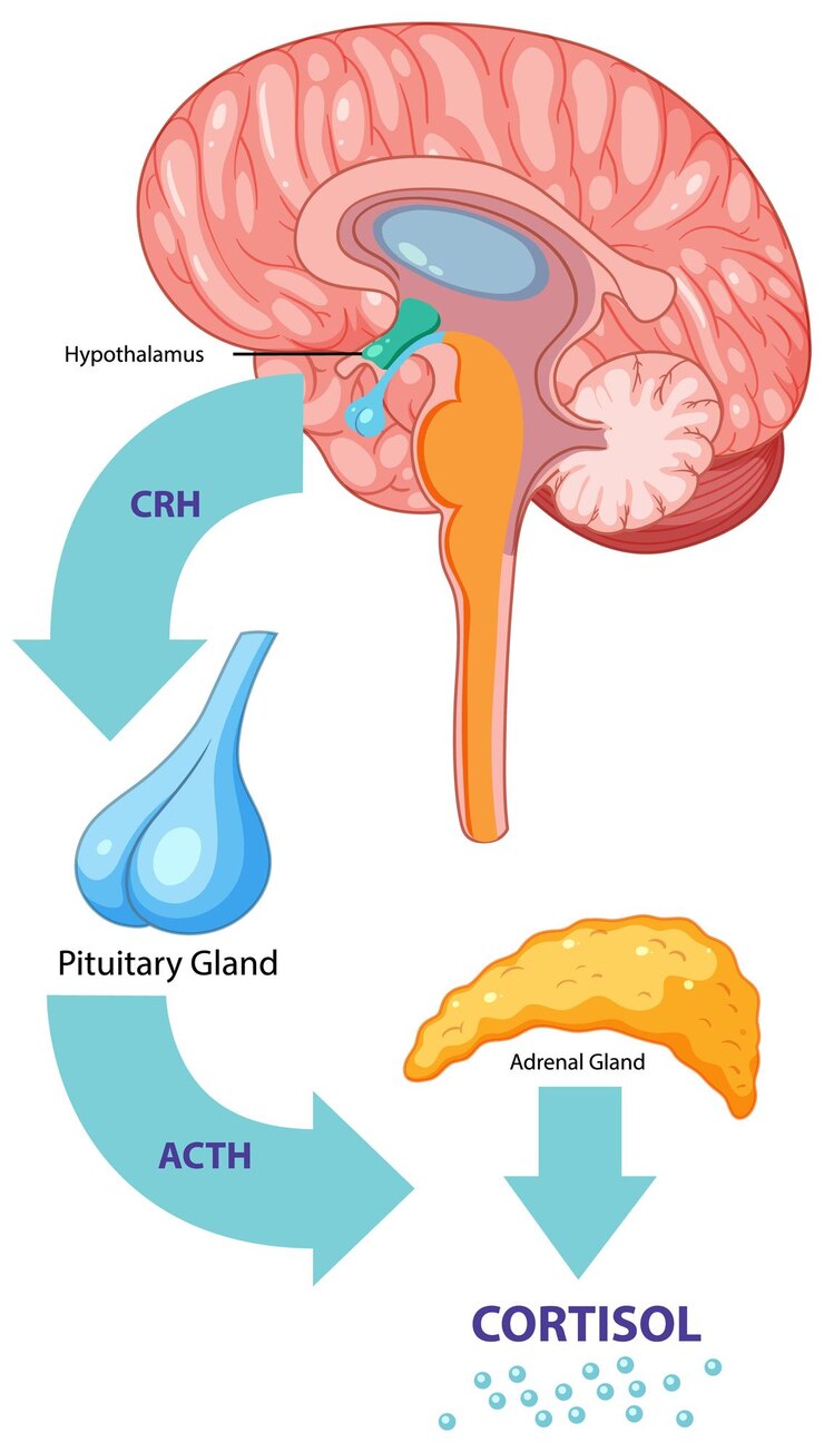 Free Vector brain produces cortisol process