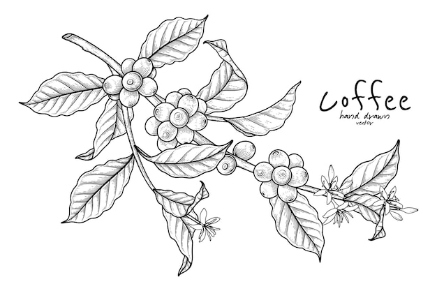 果物や花とコーヒーの枝手描きイラスト