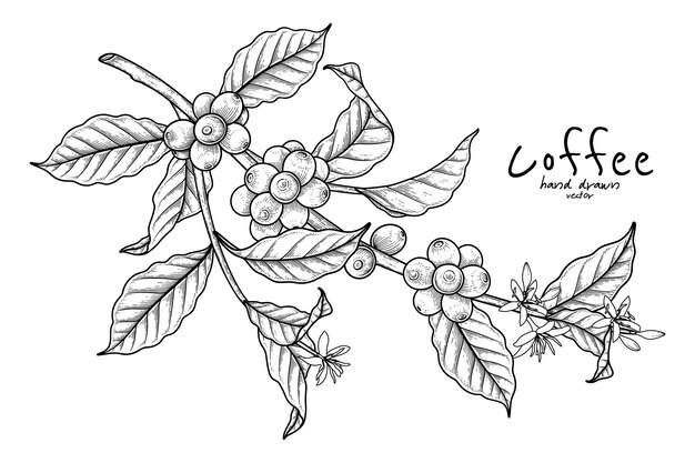 Branch of coffee with fruits and flowers Hand drawn illustration