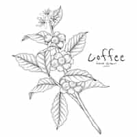 免费咖啡和水果和鲜花的向量分支手绘插图