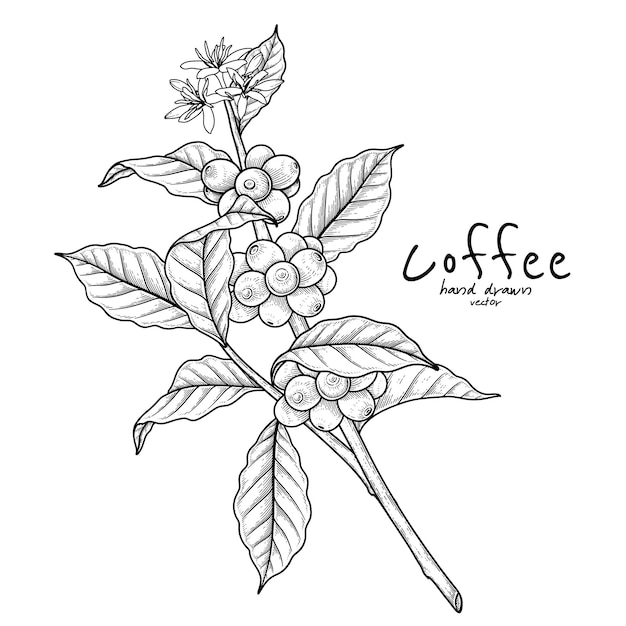 果物や花とコーヒーの枝手描きイラスト