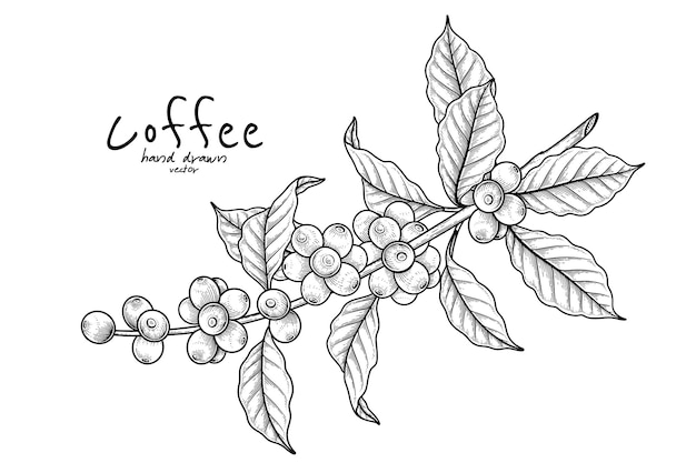 果物とコーヒーの枝手描きイラスト