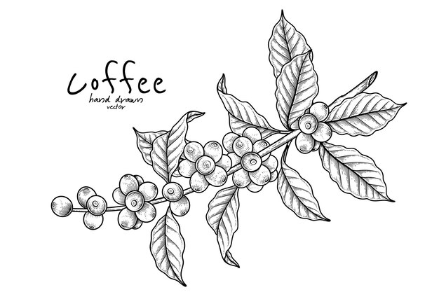 Branch of coffee with fruits Hand drawn illustration