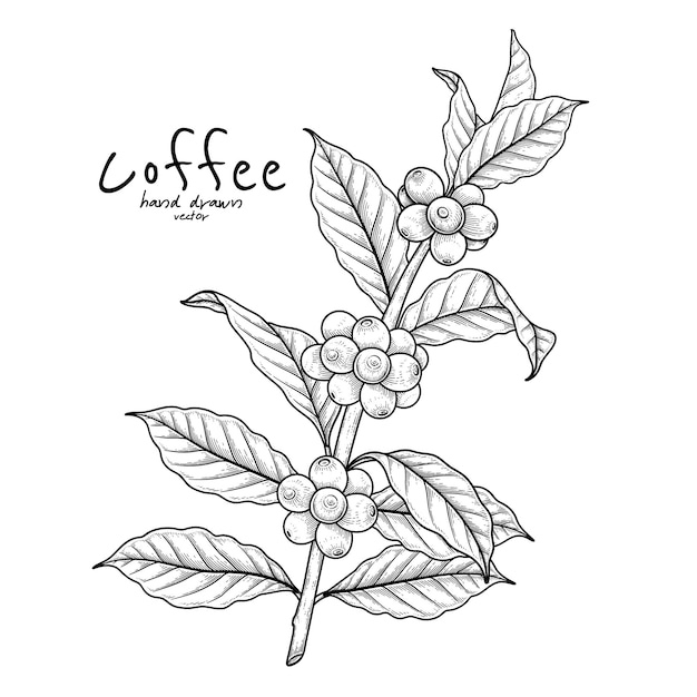 Branch of coffee with fruits Hand drawn illustration