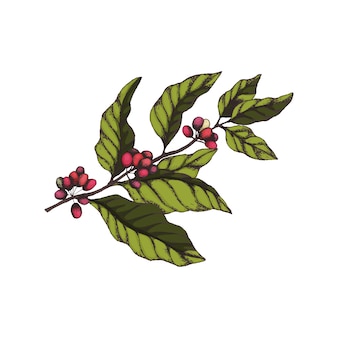 包装用の葉や果物を刻むスタイルの熟したベリーとコーヒーの木の枝