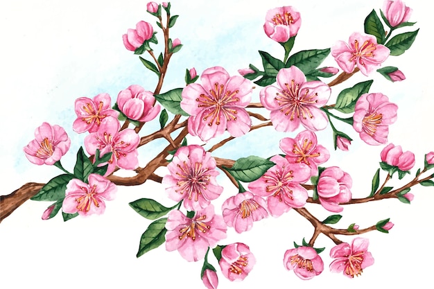 Branch of sakura flowers