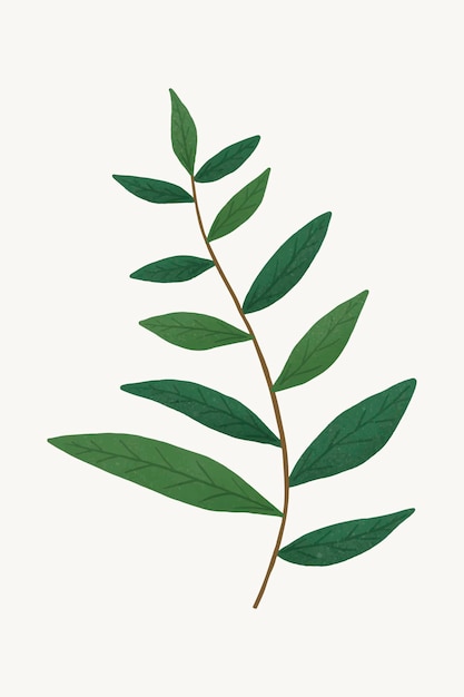 Free vector branch with green leaves design element