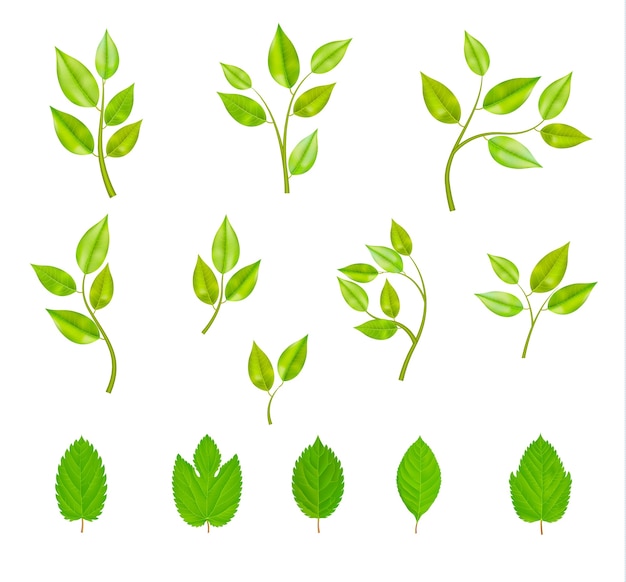 Free vector branches with leaves isolated set