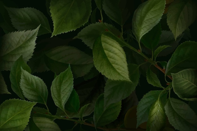 ブライアンソンアプリコットの葉の背景