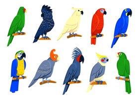 Set di pappagalli tropicali luminosi.