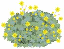 Free vector brittlebush in cartoon style isolated on whit