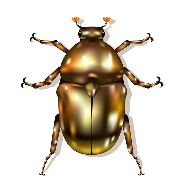 Бесплатное векторное изображение Бронзовый жук изолирован