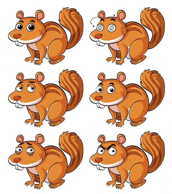 Brown squirrel with different facial expressions