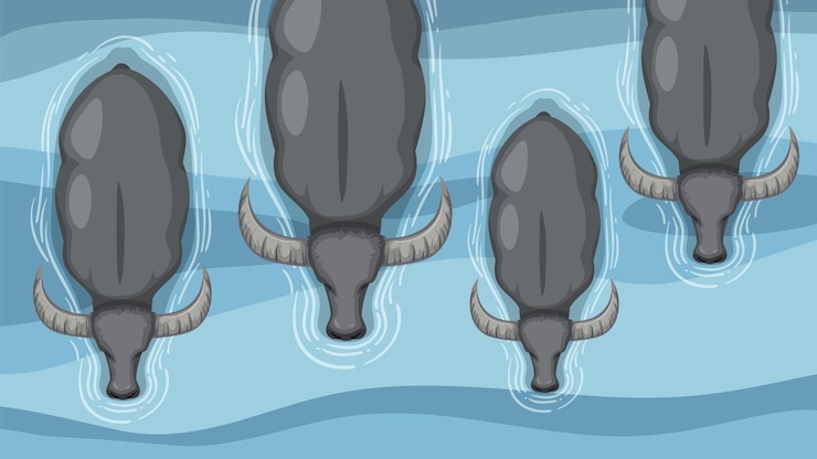 Free Vector buffalo swimming in harmony