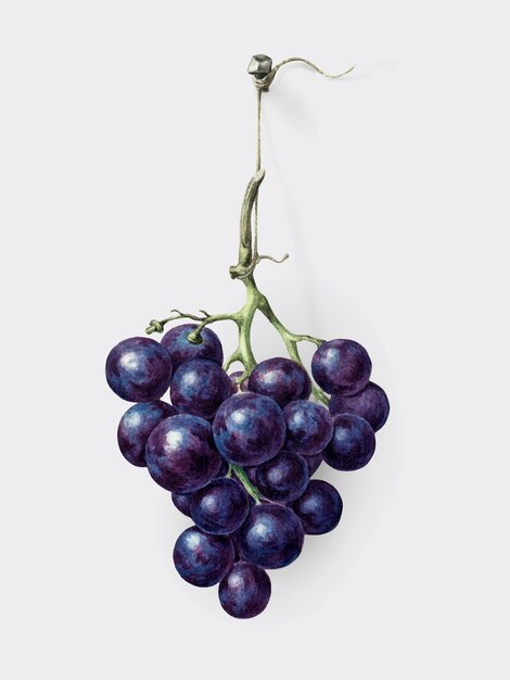 Гроздь голубого винограда Жан Бернар (1775-1883).