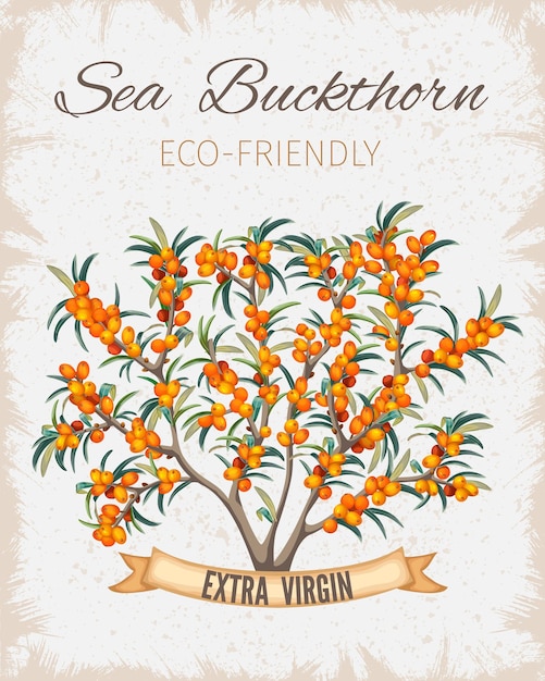 Free vector bush of sea buckthorn.