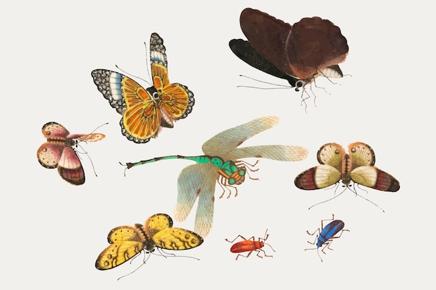 Butterflies, dragonfly and insects