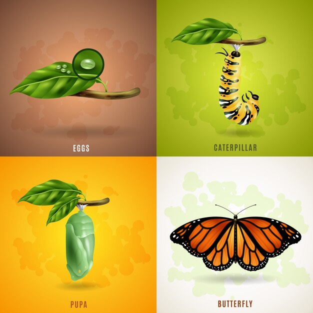 Free vector butterfly 2x2 design concept