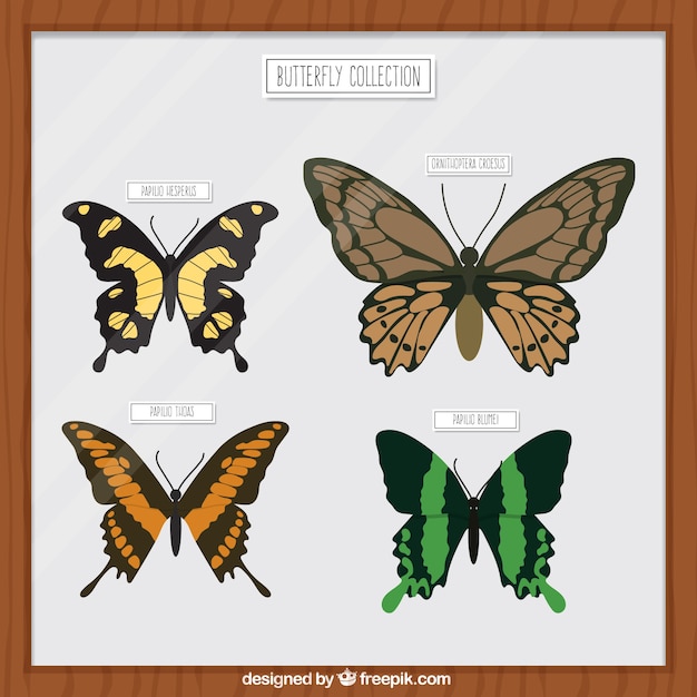 Free vector butterfly collection in a frame